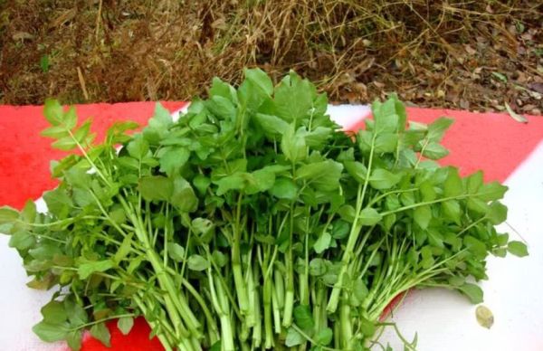 豆瓣菜經常食用它的好處？