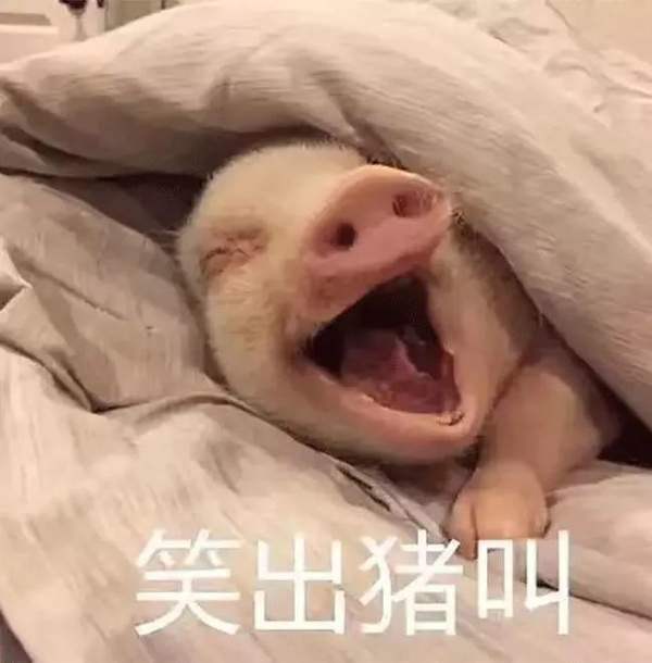 【抖音熱門(mén)豬圈GIF表情包】全套高清無(wú)水印分享