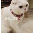 抖音會(huì)說話的劉二豆 最火貓咪高清無水印表情包分享！