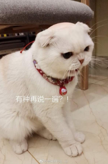 抖音會(huì)說話的劉二豆 最火貓咪高清無水印表情包分享！