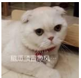 抖音會(huì)說話的劉二豆 最火貓咪高清無水印表情包分享！