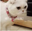 抖音會(huì)說話的劉二豆 最火貓咪高清無水印表情包分享！